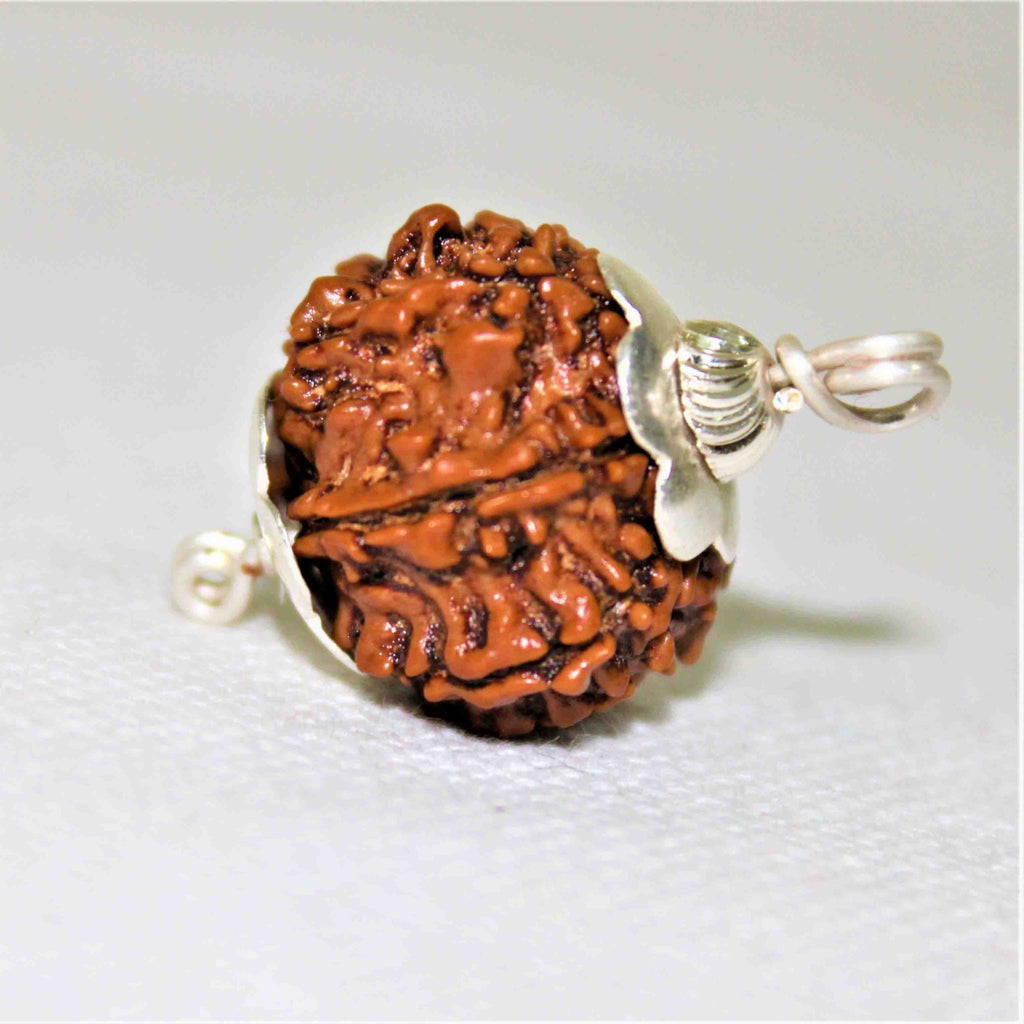 Natural 9 Mukhi/Face Rudraksha (Nepal Origin) - Himalaya Rudraksha Anusandhan Kendra