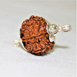 Natural 9 Mukhi/Face Rudraksha (Nepal Origin) - Himalaya Rudraksha Anusandhan Kendra