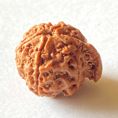 Natural Ganesh Mukhi Rudraksha - Himalaya Rudraksha Anusandhan Kendra