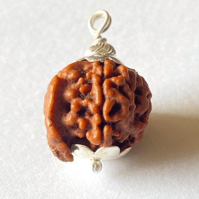 Natural Ganesh Mukhi Rudraksha - Himalaya Rudraksha Anusandhan Kendra