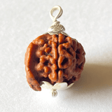 Natural Ganesh Mukhi Rudraksha - Himalaya Rudraksha Anusandhan Kendra