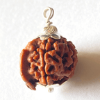 Natural Ganesh Mukhi Rudraksha - Himalaya Rudraksha Anusandhan Kendra