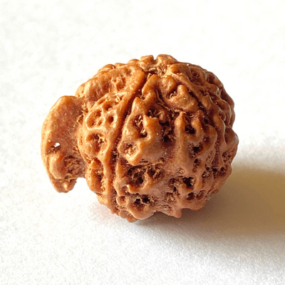 Natural Ganesh Mukhi Rudraksha - Himalaya Rudraksha Anusandhan Kendra