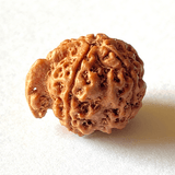 Natural Ganesh Mukhi Rudraksha - Himalaya Rudraksha Anusandhan Kendra