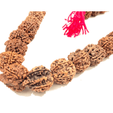 Natural Ganesh Rudraksha Kantha - Himalaya Rudraksha Anusandhan Kendra