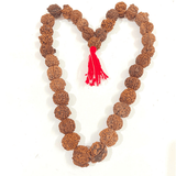 Natural Ganesh Rudraksha Kantha - Himalaya Rudraksha Anusandhan Kendra