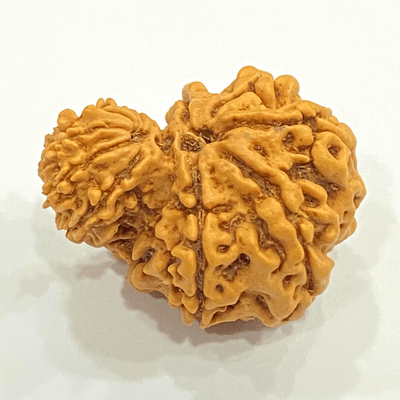 Natural Garbh Gauri Rudraksha (Nepal Origin) - Himalaya Rudraksha Anusandhan Kendra