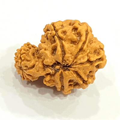 Natural Garbh Gauri Rudraksha (Nepal Origin) - Himalaya Rudraksha Anusandhan Kendra