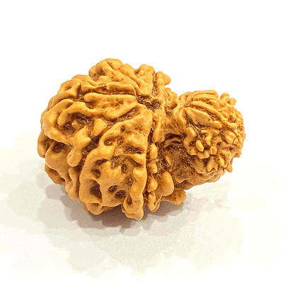Natural Garbh Gauri Rudraksha (Nepal Origin) - Himalaya Rudraksha Anusandhan Kendra