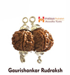 Natural Gaurishankar Rudraksha (Nepal Origin) - Himalaya Rudraksha Anusandhan Kendra