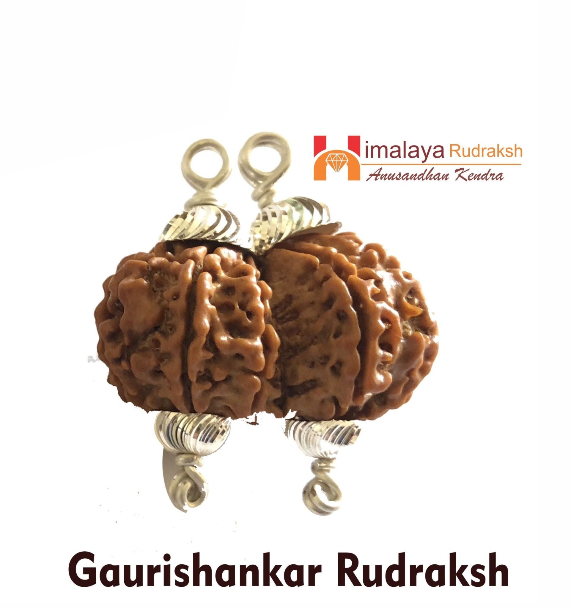 Natural Gaurishankar Rudraksha (Nepal Origin) - Himalaya Rudraksha Anusandhan Kendra