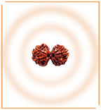 Natural Gaurishankar Rudraksha (Nepal Origin) - Himalaya Rudraksha Anusandhan Kendra