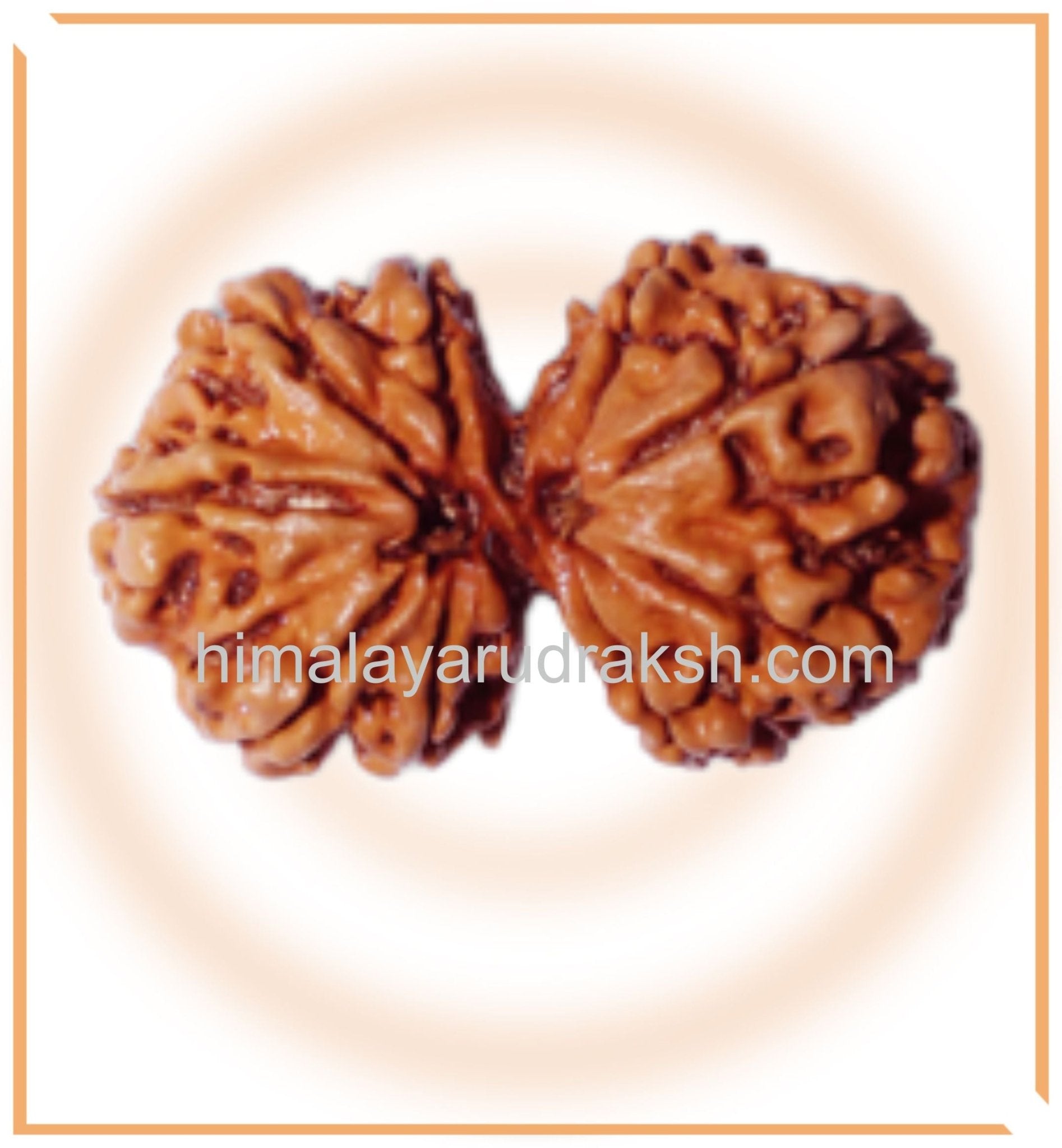 Natural Gaurishankar Rudraksha (Nepal Origin - Collector Size) - Himalaya Rudraksha Anusandhan Kendra