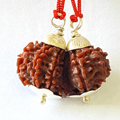 Natural Gaurishankar Rudraksha (Nepal Origin - Collector Size) - Himalaya Rudraksha Anusandhan Kendra
