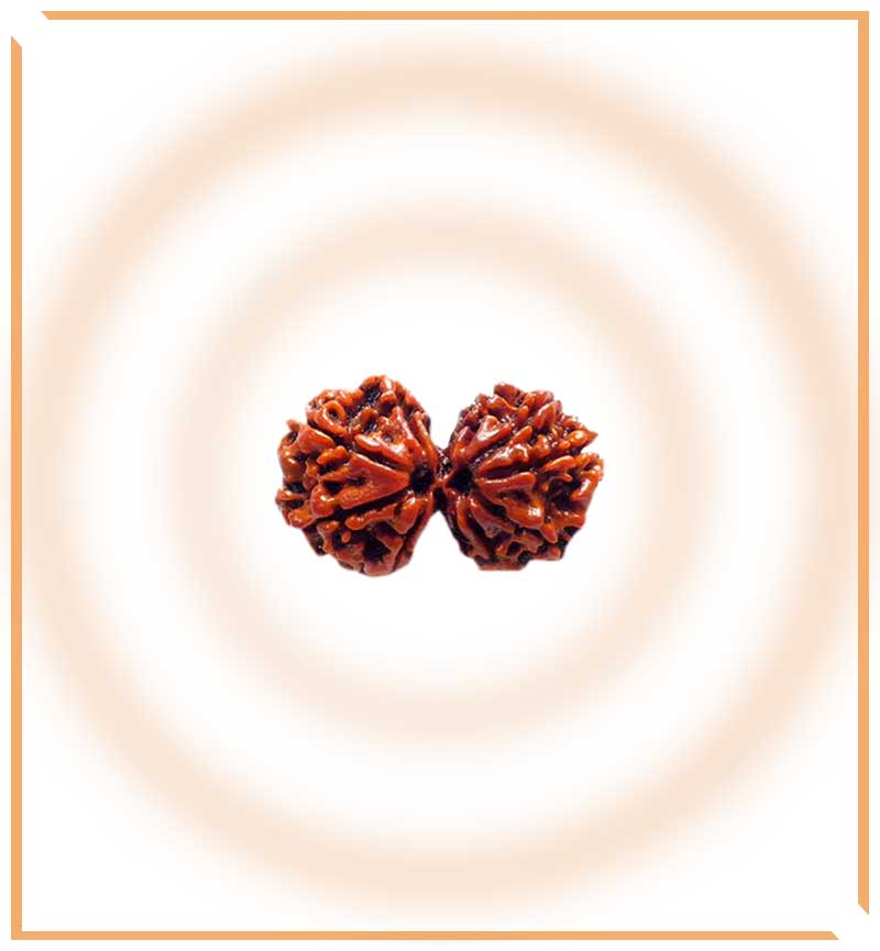 Natural Gaurishankar Rudraksha (Nepal Origin - Collector Size) - Himalaya Rudraksha Anusandhan Kendra