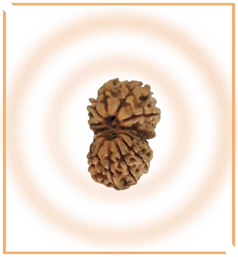 Natural Gaurishankar Rudraksha (Nepal Origin - Collector Size) - Himalaya Rudraksha Anusandhan Kendra