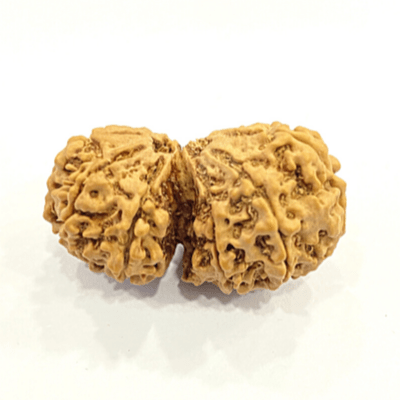 Natural Gaurishankar Rudraksha (Nepal Origin - Super Collector Size) - Himalaya Rudraksha Anusandhan Kendra