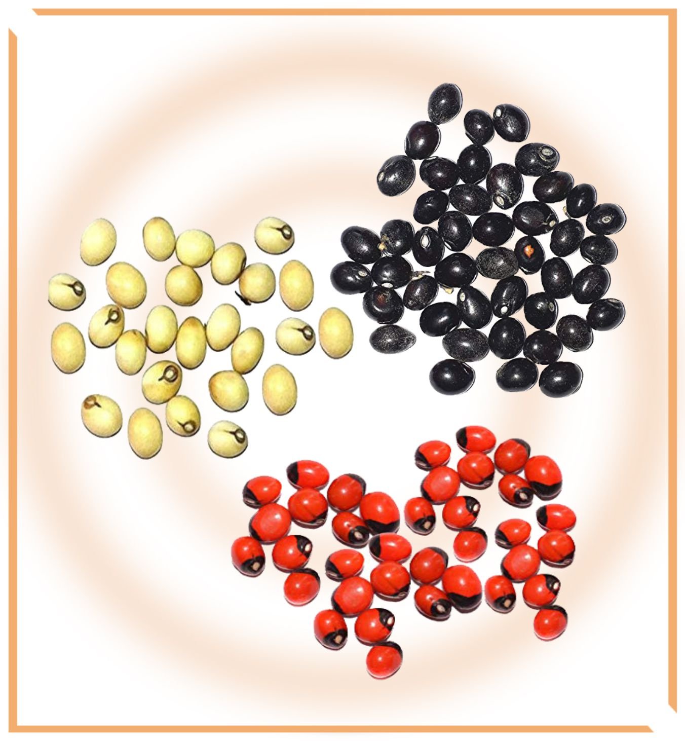 Pooja Chirmi Beads (33 pieces) - Himalaya Rudraksha Anusandhan Kendra