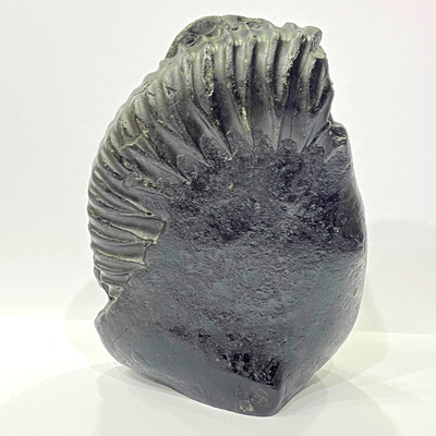 Tirupati Balaji Carved Shaligram (566 gms) - Himalaya Rudraksha Anusandhan Kendra