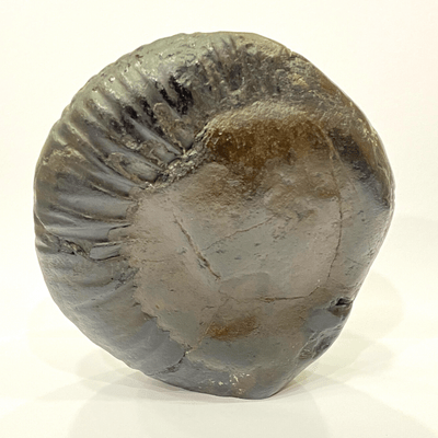 Tirupati Balaji Carved Shaligram (945 gms) - Himalaya Rudraksha Anusandhan Kendra