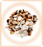 Yellow Kauwdi & Gomti chakra (22 pieces set) - Himalaya Rudraksha Anusandhan Kendra