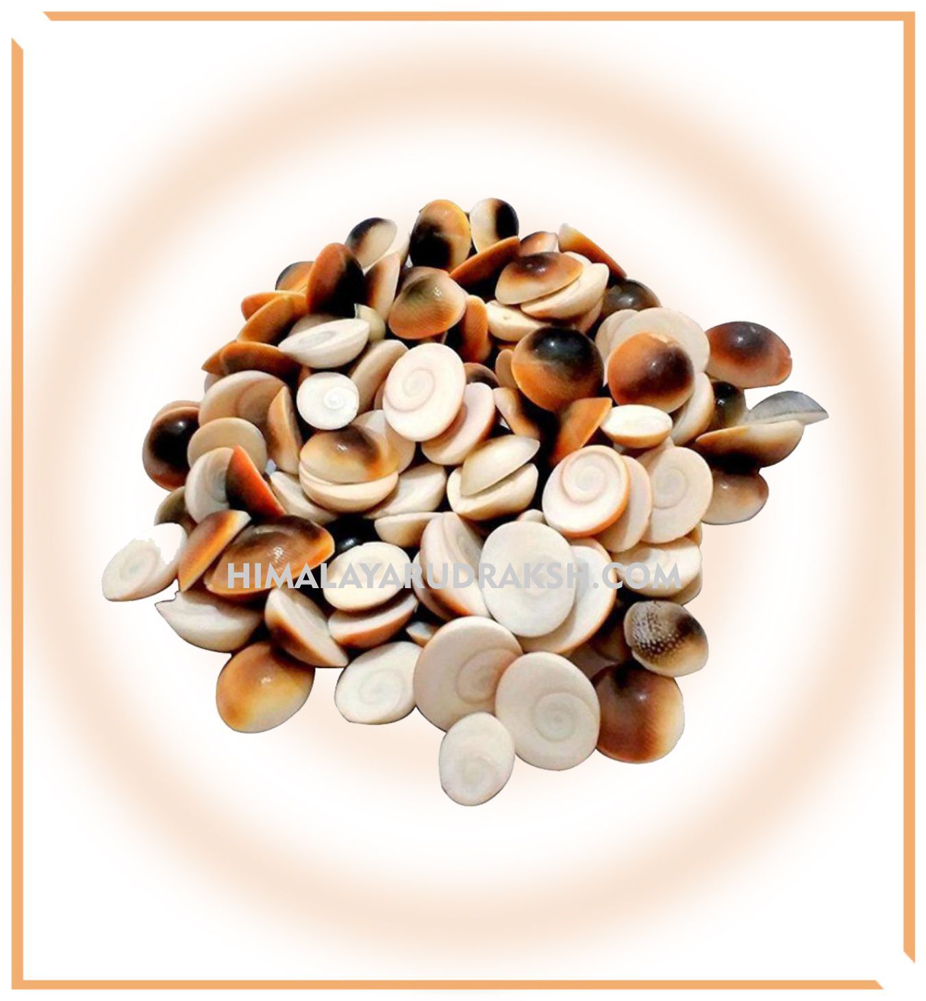 Yellow Kauwdi & Gomti chakra (22 pieces set) - Himalaya Rudraksha Anusandhan Kendra